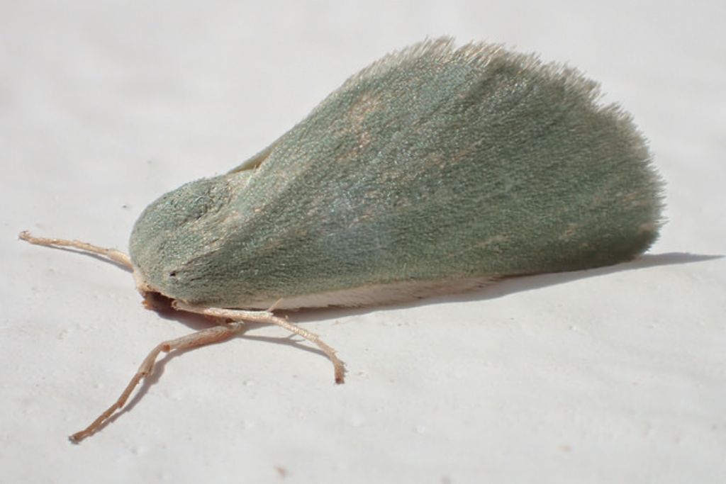 Geometridae -  Microloxia sp.